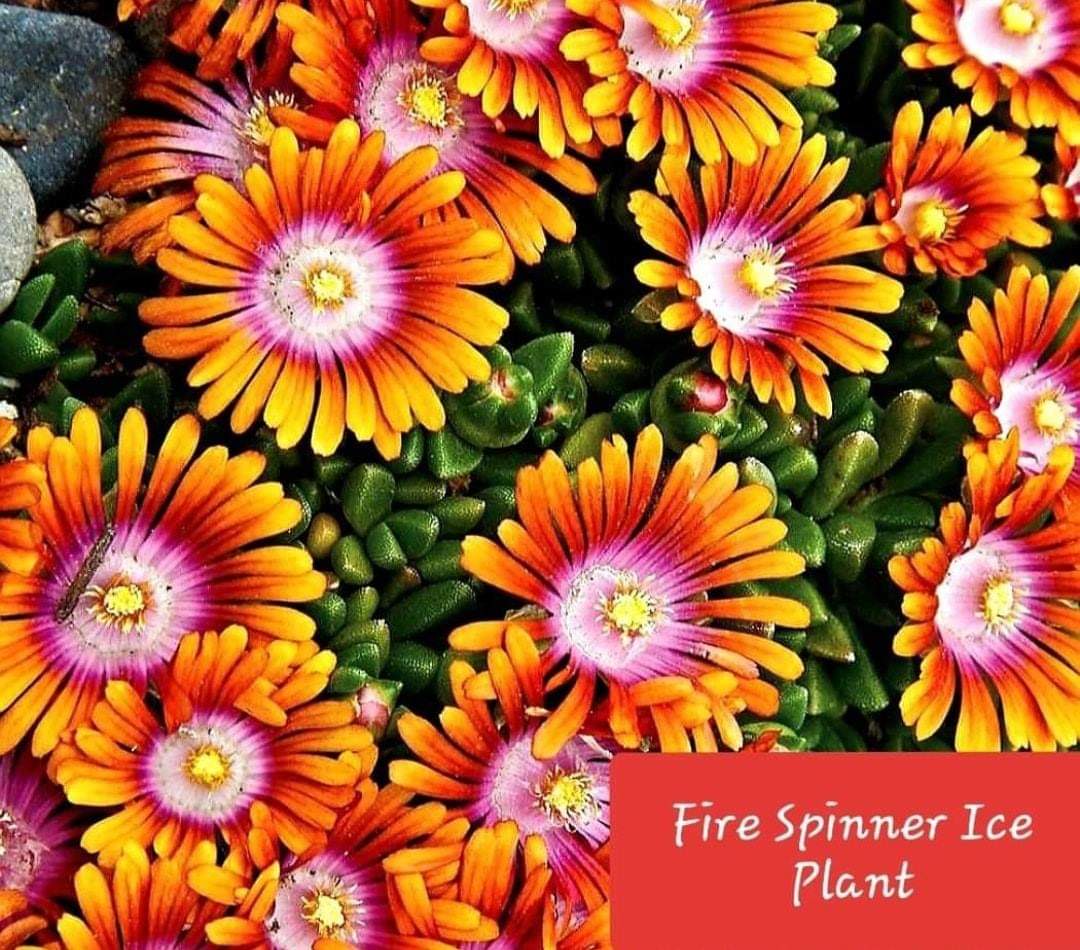 Delosperma' Fire Spinner® Ice Plant