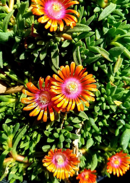 Delosperma' Fire Spinner® Ice Plant