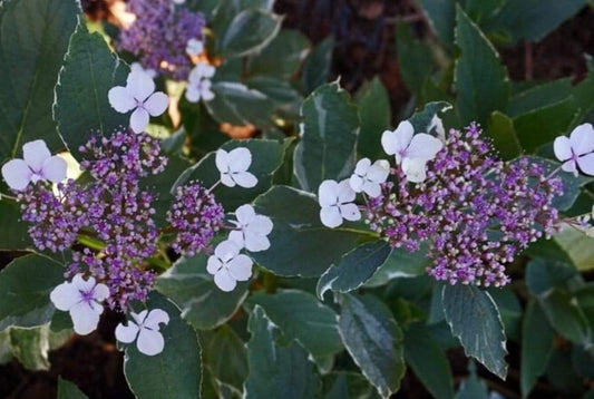 Hydrangea' Tri-Color Variegated