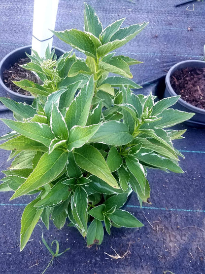 Hydrangea' Tri-Color Variegated