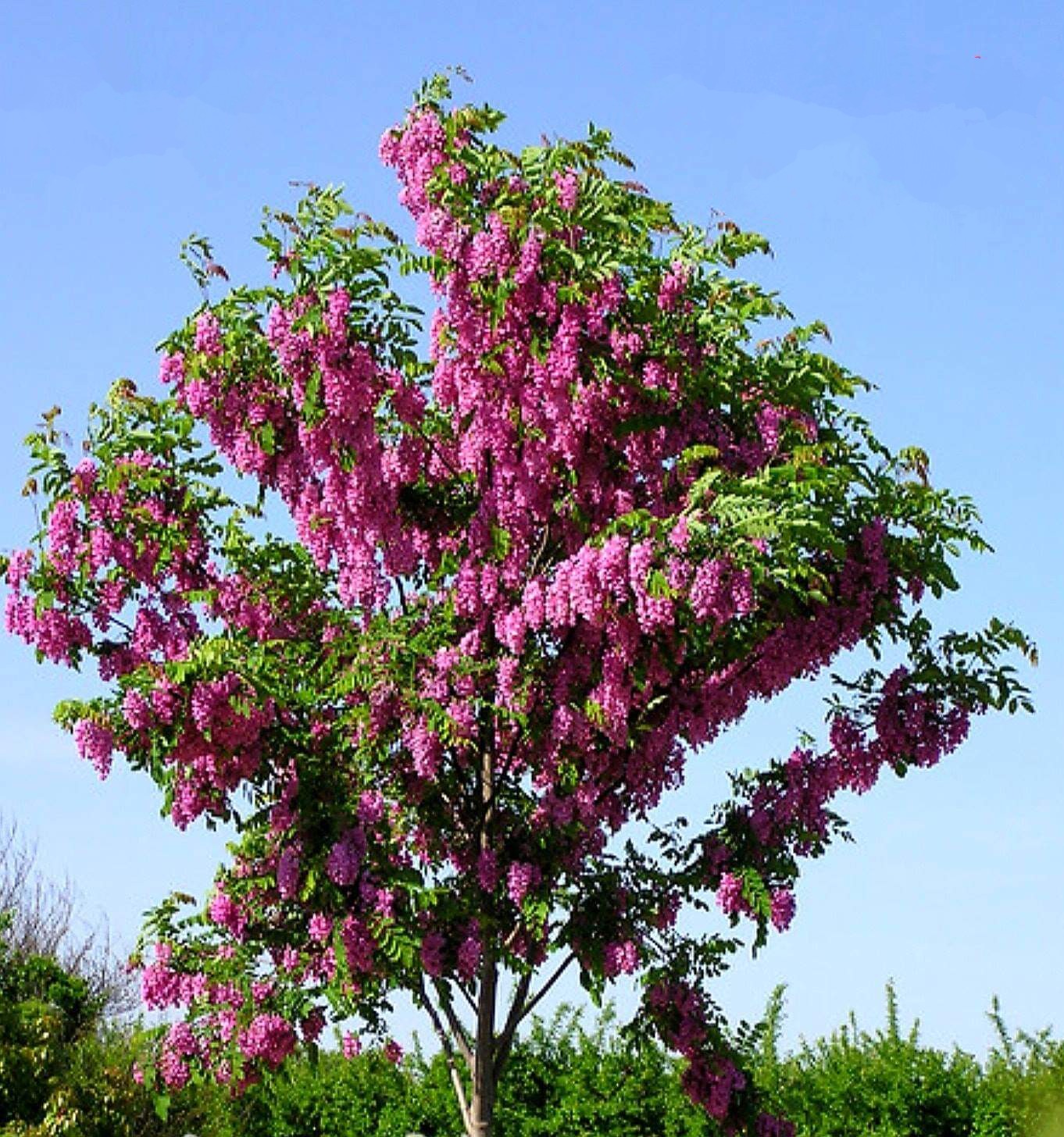 Robina' Purple Robe Locust Tree