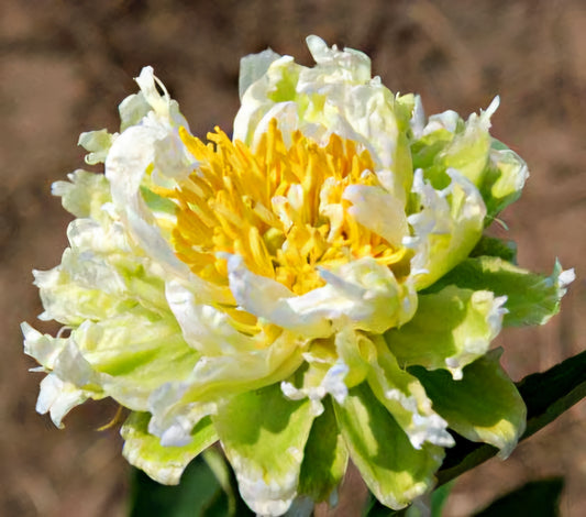 Paeonia' Green Halo Peony