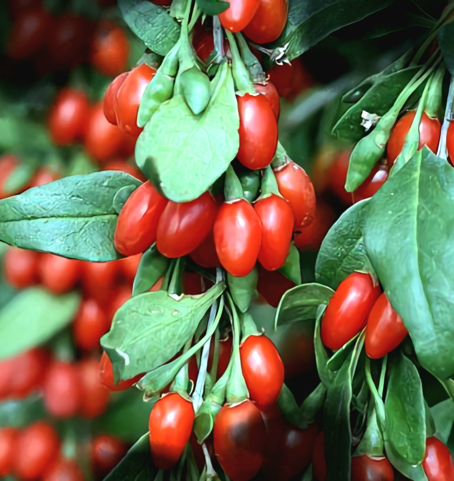 Lycium' Firecracker Goji Berry