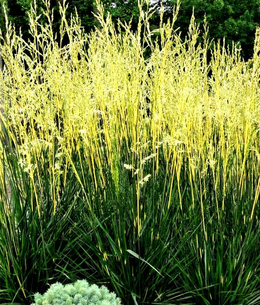 Festuca' Glow Sticks Grass