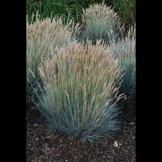 Festuca' Sheep's Fescue Grass