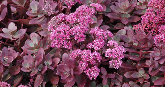 Sedum' Firecracker