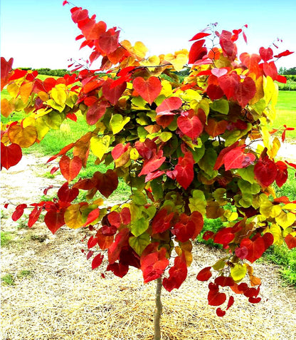 Cercis' Flame Thrower® Specialty Redbud Tree