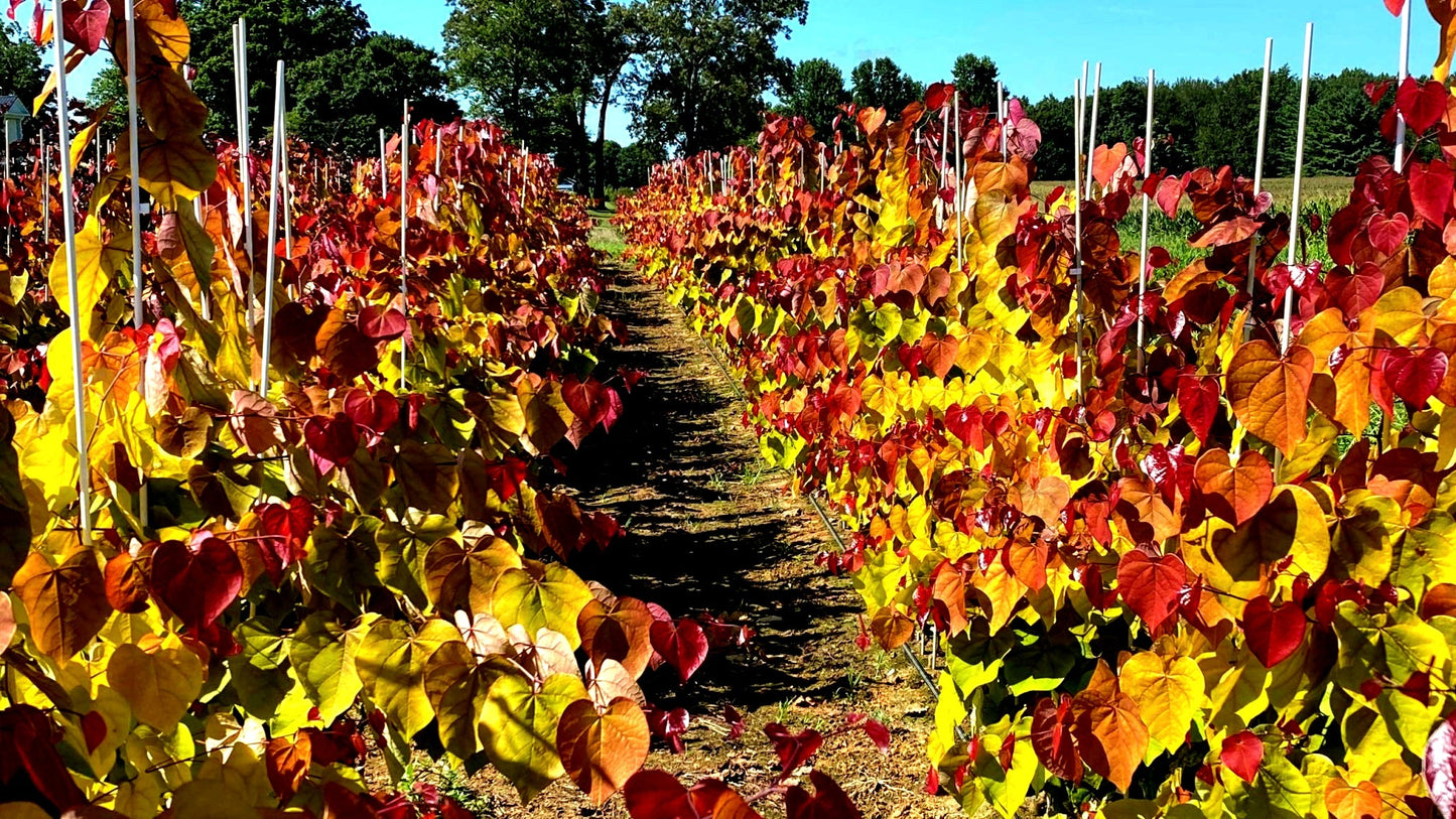 Cercis' Flame Thrower® Specialty Redbud Tree