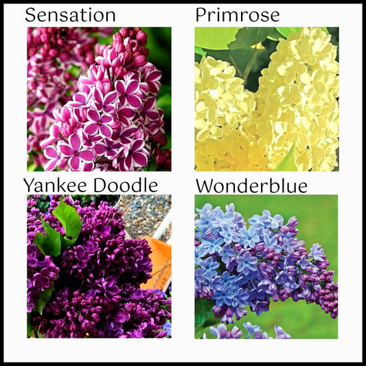 Syringa' Specialty Lilac Bundle