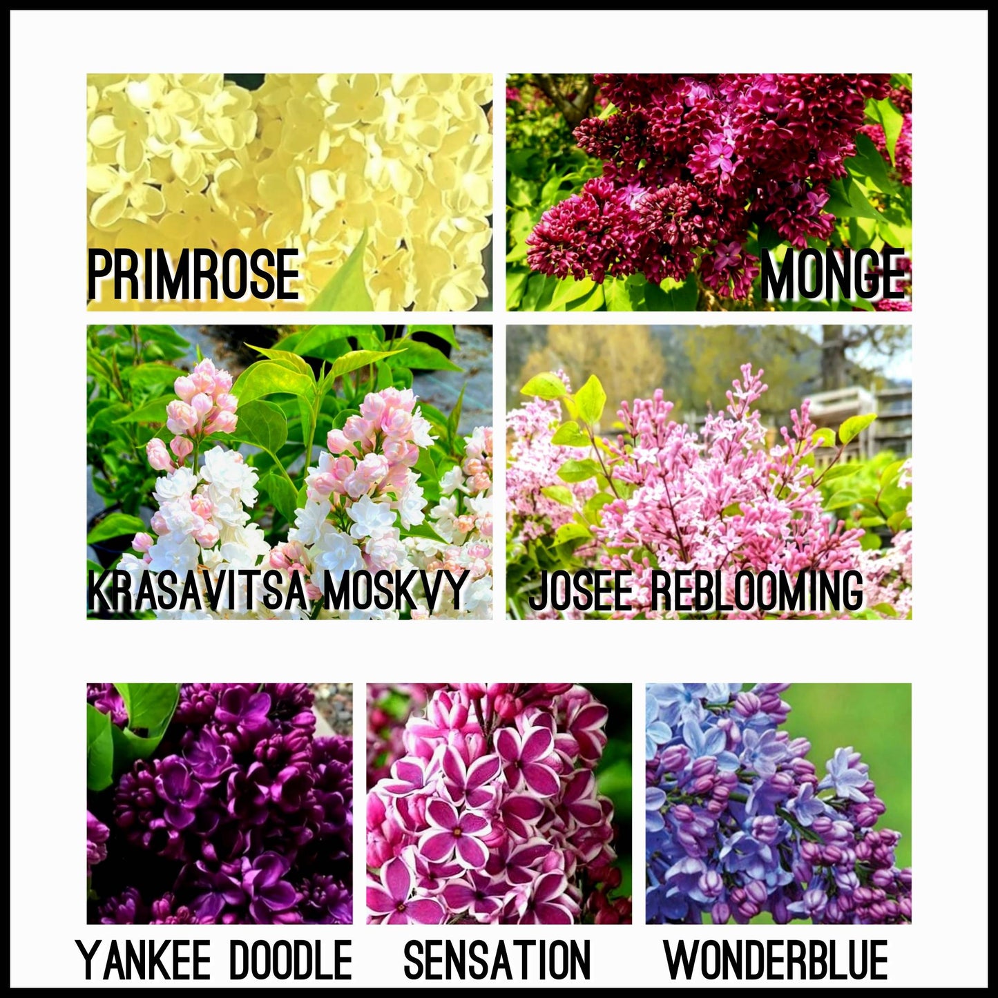 Syringa' Premium Specialty Lilac Bundle