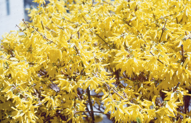 Forsythia' Show Off Forsythia