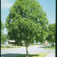 Fraxinus' Mancana Ash Tree