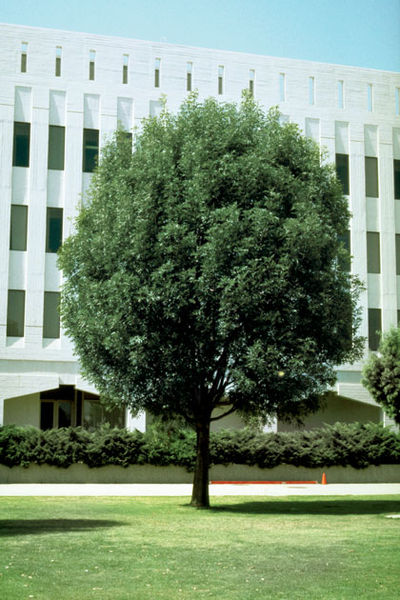 Faxinus' Patmore Ash Tree