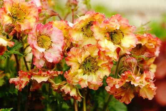 Geum' Petticoats Peach