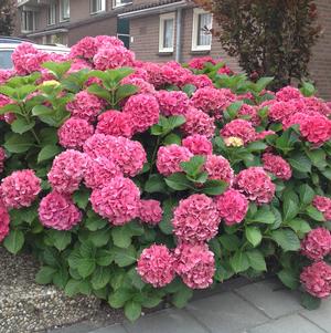 Hydrangea' Everlasting® Garnet