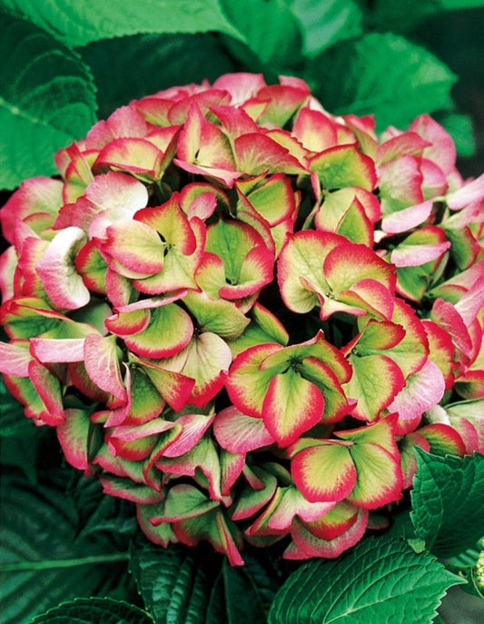 Hydrangea' Everlasting® Garnet