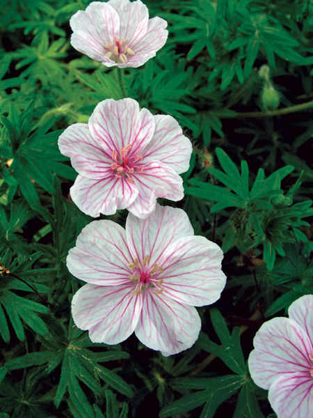 Geranium' Dwarf Bloody