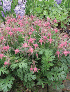 Geum' Three Flowered Avens