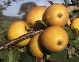 Malus' Golden Russet Cider Apple Tree