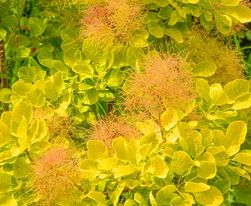 Cotinus' Golden Spirit™ Smokebush