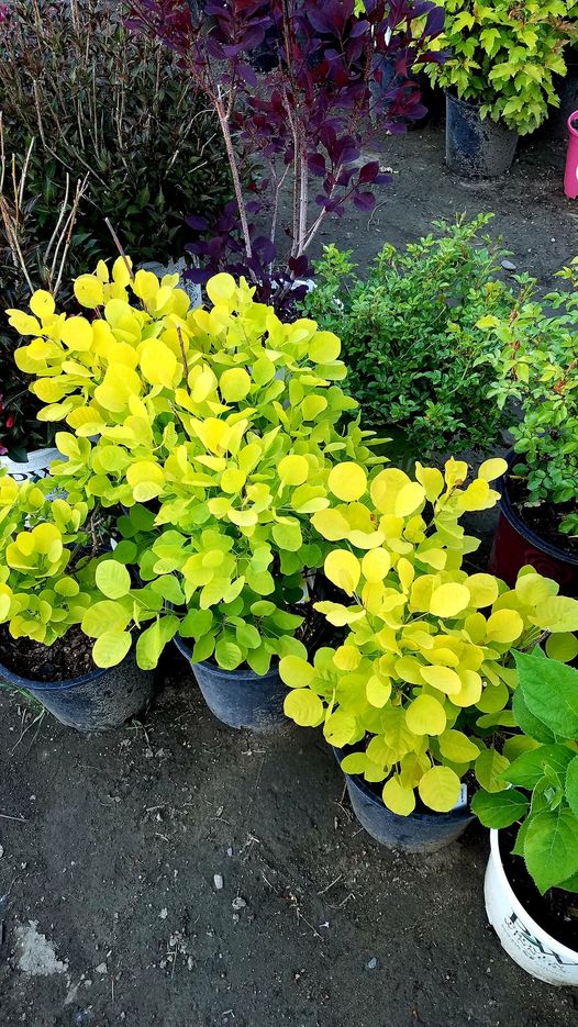 Cotinus' Golden Spirit™ Smokebush