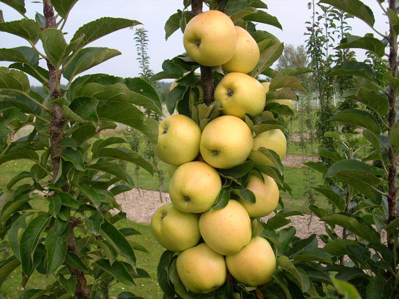 Malus' Urban® Golden Treat™ Columnar Apple Tree