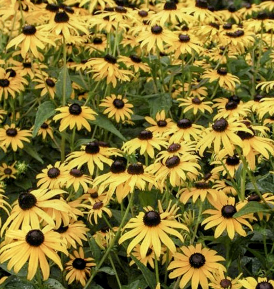 Rudbeckia' Goldsturm