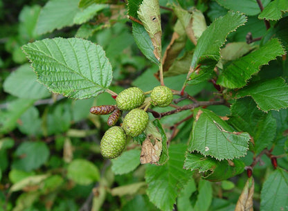 Alnus' Green Alder