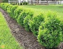 Buxus' Green Mountain Boxwood