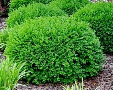 Buxus' Green Velvet Boxwood