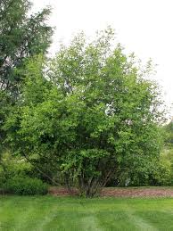 Alnus' Green Alder