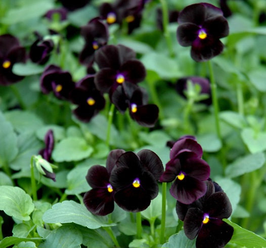 Viola' Sorbet® Black Delight (Specialty)