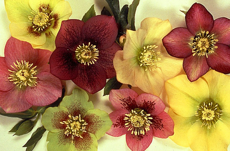 Helleborus' Sunshine Selections