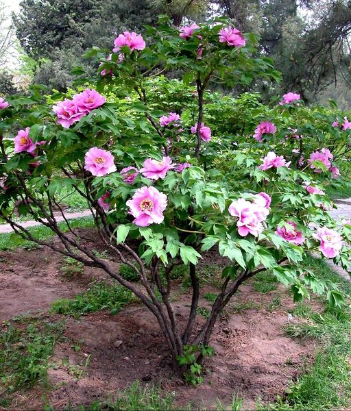 Paeonia' Floral Rivalry Tree Peony