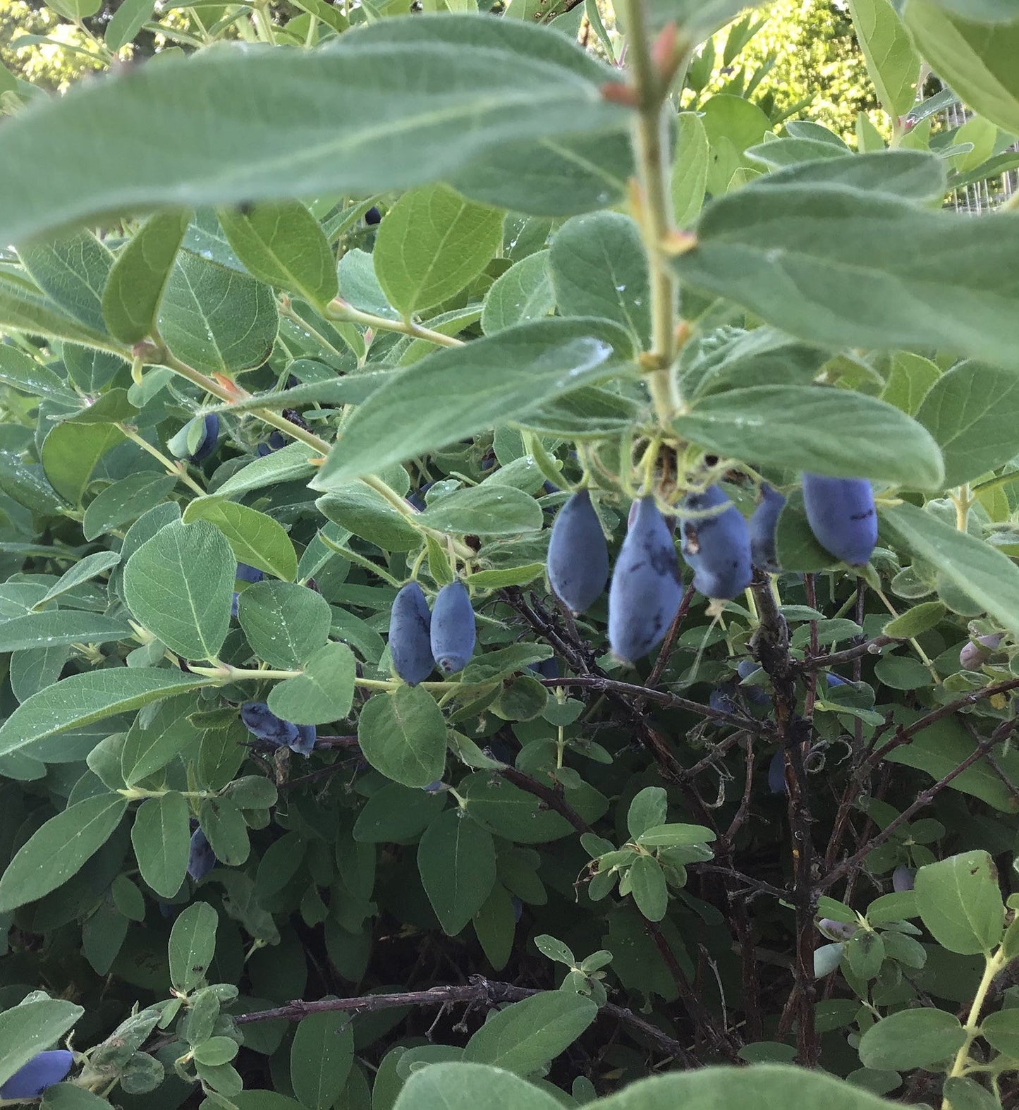 Lonicera' Boreal Blizzard Honeyberry (Haskap)