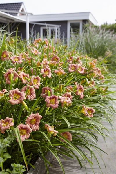 Hemerocallis' Everydaylily Rose