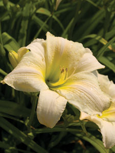 Hemerocallis' Gentle Shepherd Daylily