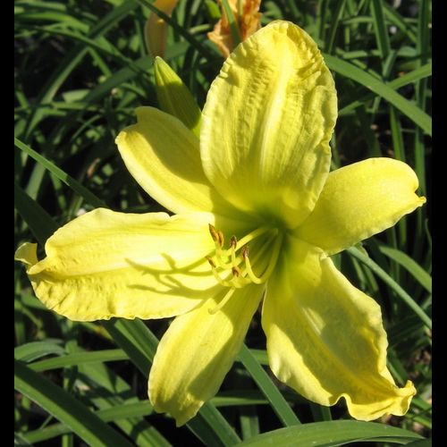 Hemerocallis' Hyperion Daylily