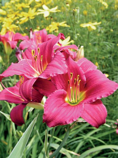 Hemerocallis' Little Business Daylily