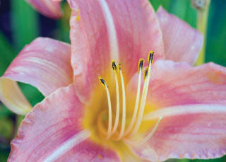 Hemerocallis' Prairie Belle Daylily