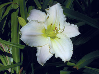 Hemerocallis' Precious D'Oro Daylily