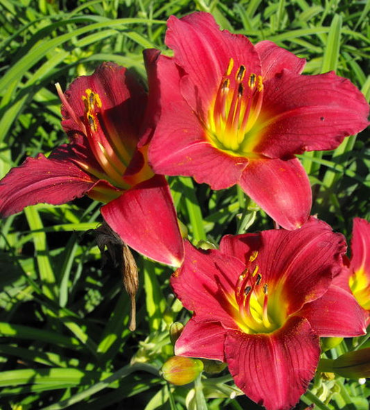 Hemerocallis' Ruby Stella Daylily