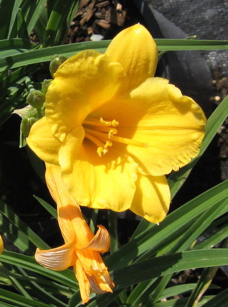 Hemerocallis' Stella de Oro Daylily