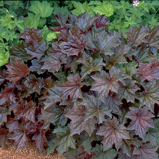 Heuchera' Palace Purple Coral Bells