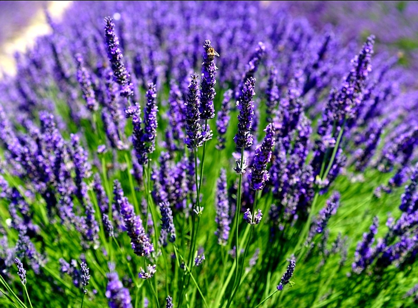 Lavandula' Hidcote Lavender