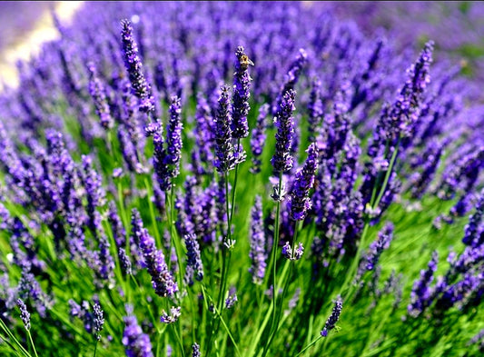 Lavandula' Hidcote Lavender