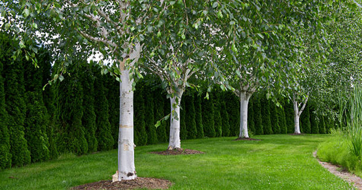 Betula' QuickScape Minis Himalayan Birch Tree