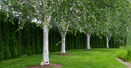 Betula' QuickScape Minis Himalayan Birch Tree