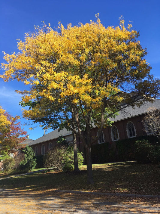 Gleditsia' QuickScape Minis Honey Locust Tree