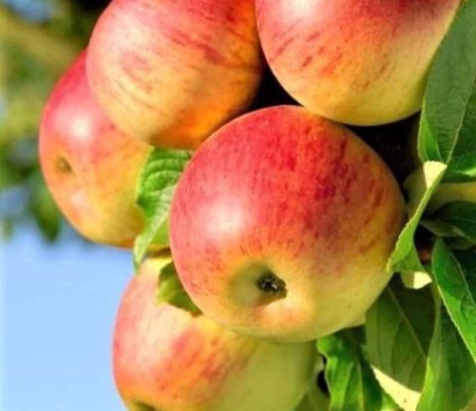 Malus' Honeycrisp Apple Tree